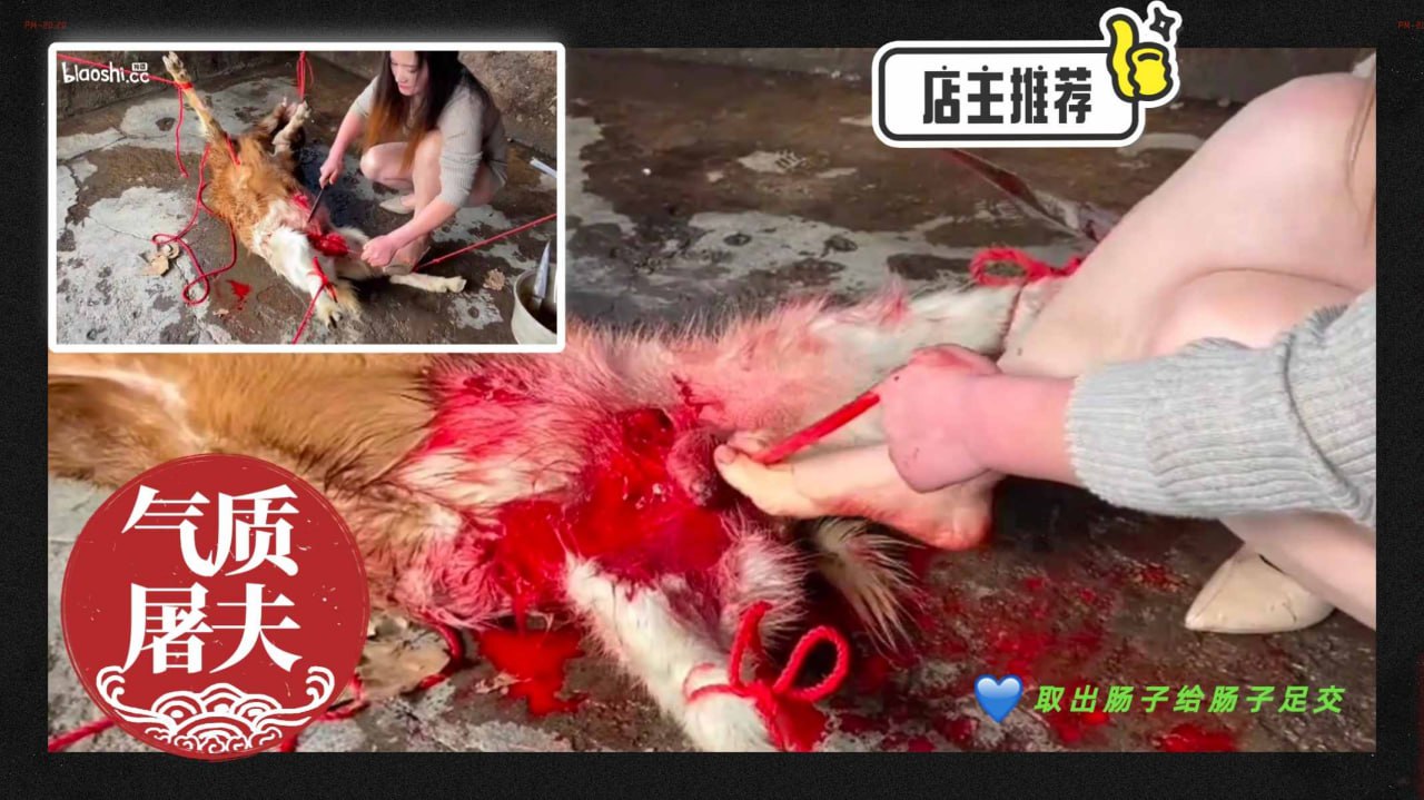屠夫女王阉割蛋蛋给肠子足交掏心掏肺阉割狠毒天花板没有之一