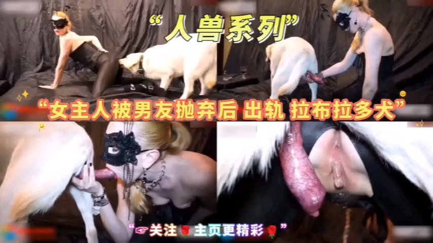 系列女主人出轨拉不拉多